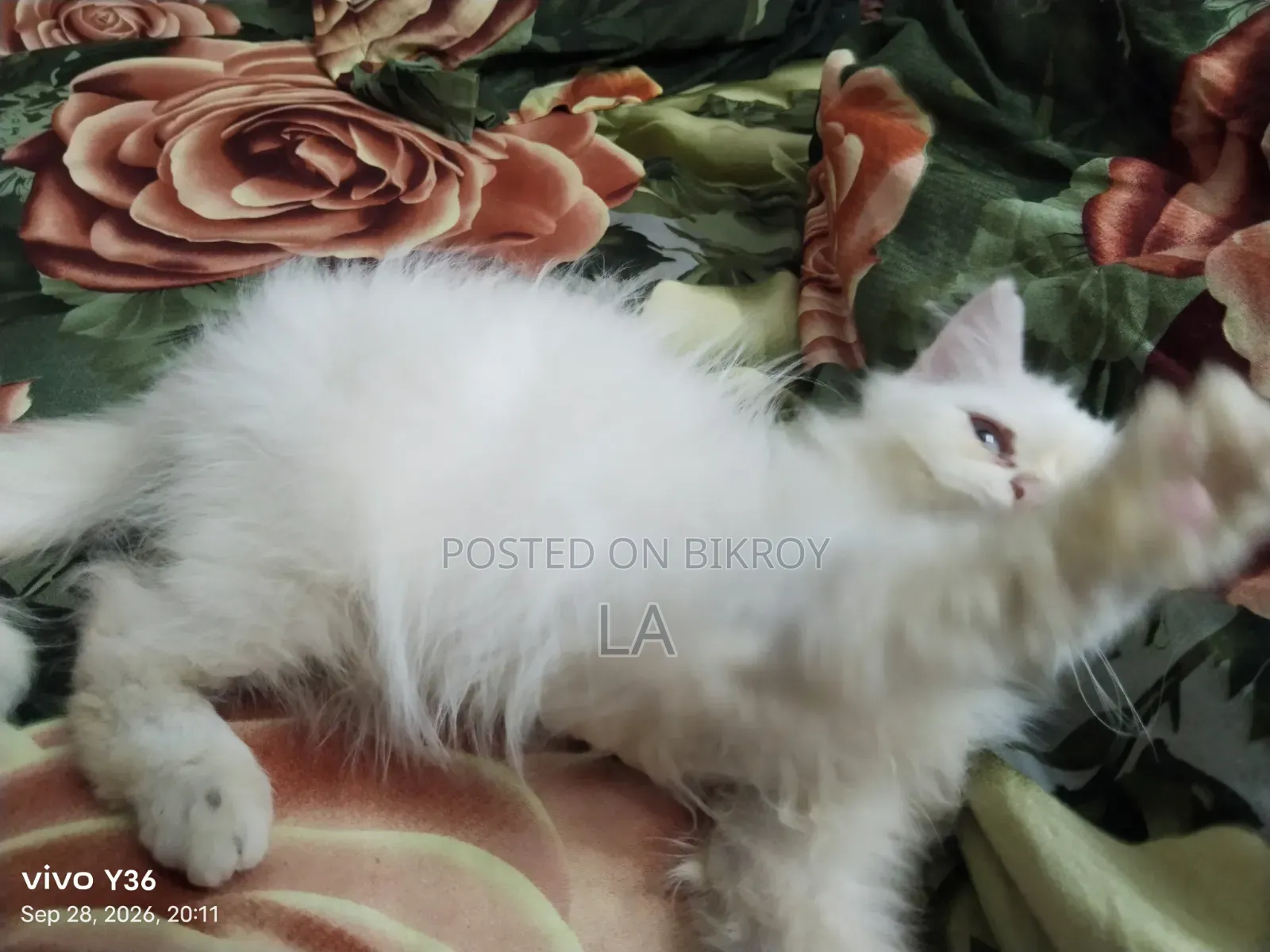 1-3 months Male Purebred Persian