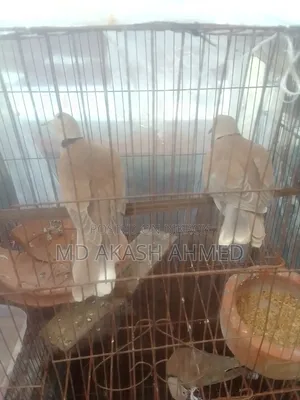 Running Dove