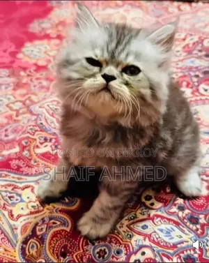 1-3 months Male Purebred Persian