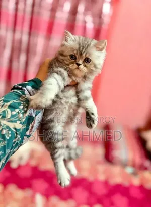 1-3 months Male Purebred Persian