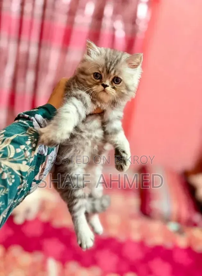 1-3 months Male Purebred Persian