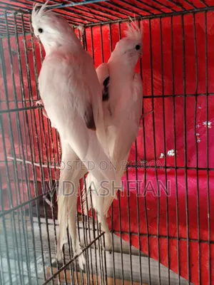ককাটেল ২ জোড়া