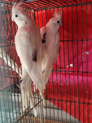ককাটেল ২ জোড়া