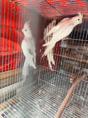 ককাটেল ২ জোড়া