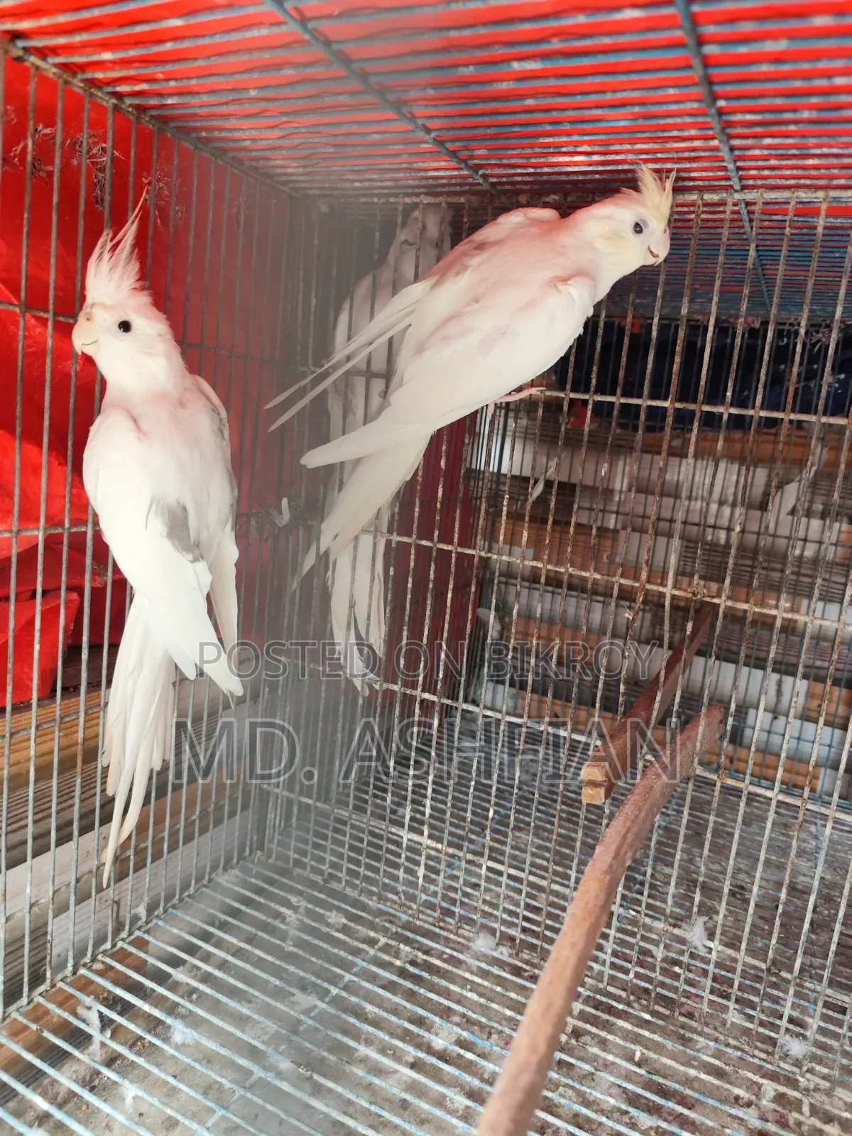 ককাটেল ২ জোড়া