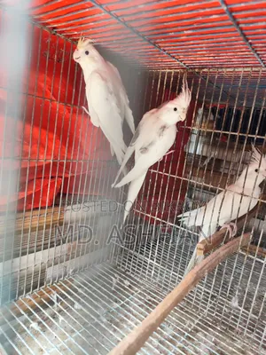 ককাটেল ২ জোড়া