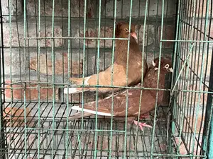 Pigeons Sale