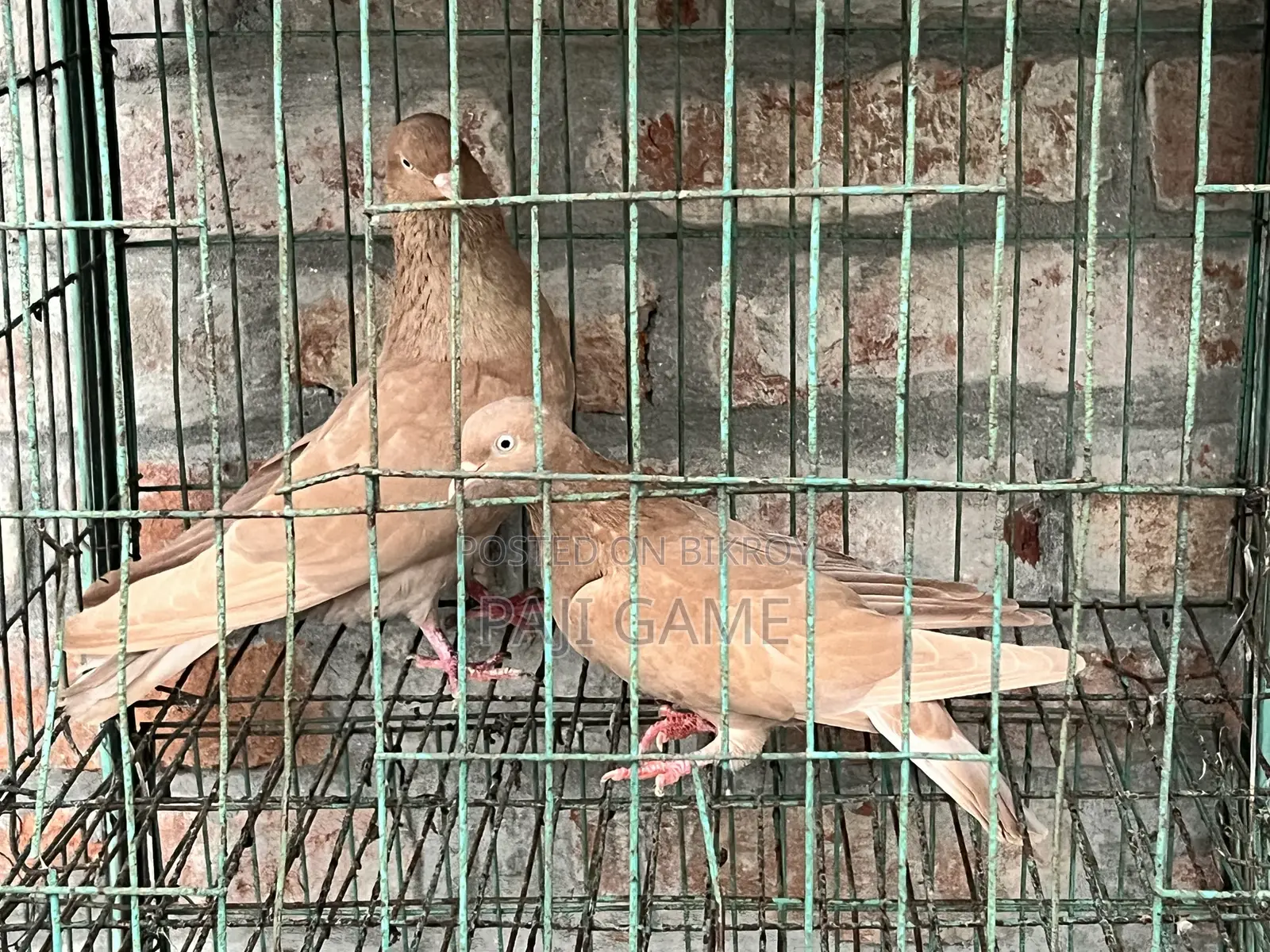Pigeons Sale
