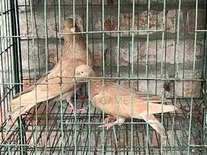 Pigeons Sale