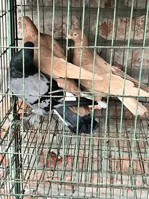 Pigeons Sale