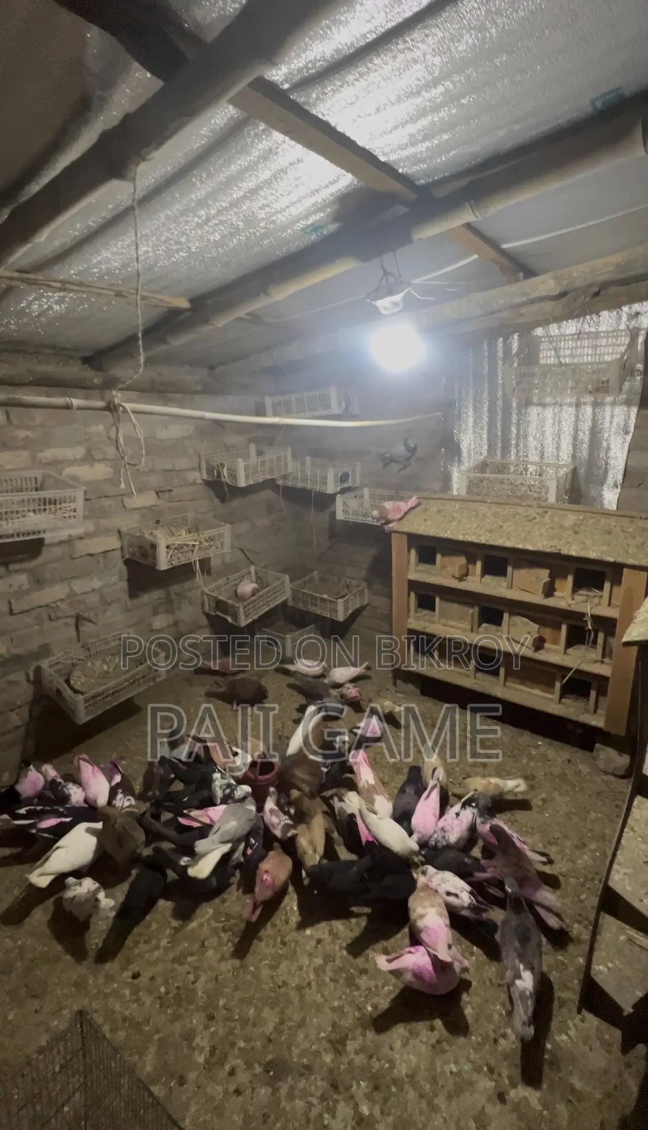 Pigeons Sale