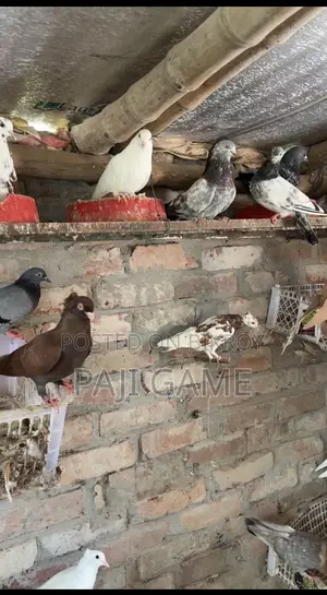 Pigeons Sale