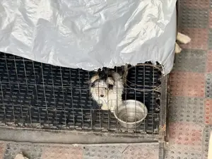 Looking for a dog watcher