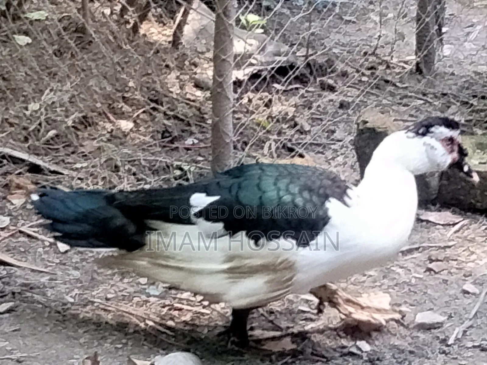 Chinese Ducks Raised Free-Range