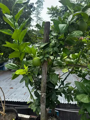 Fruit-bearing Malta Tree with Geo Bag for Sale