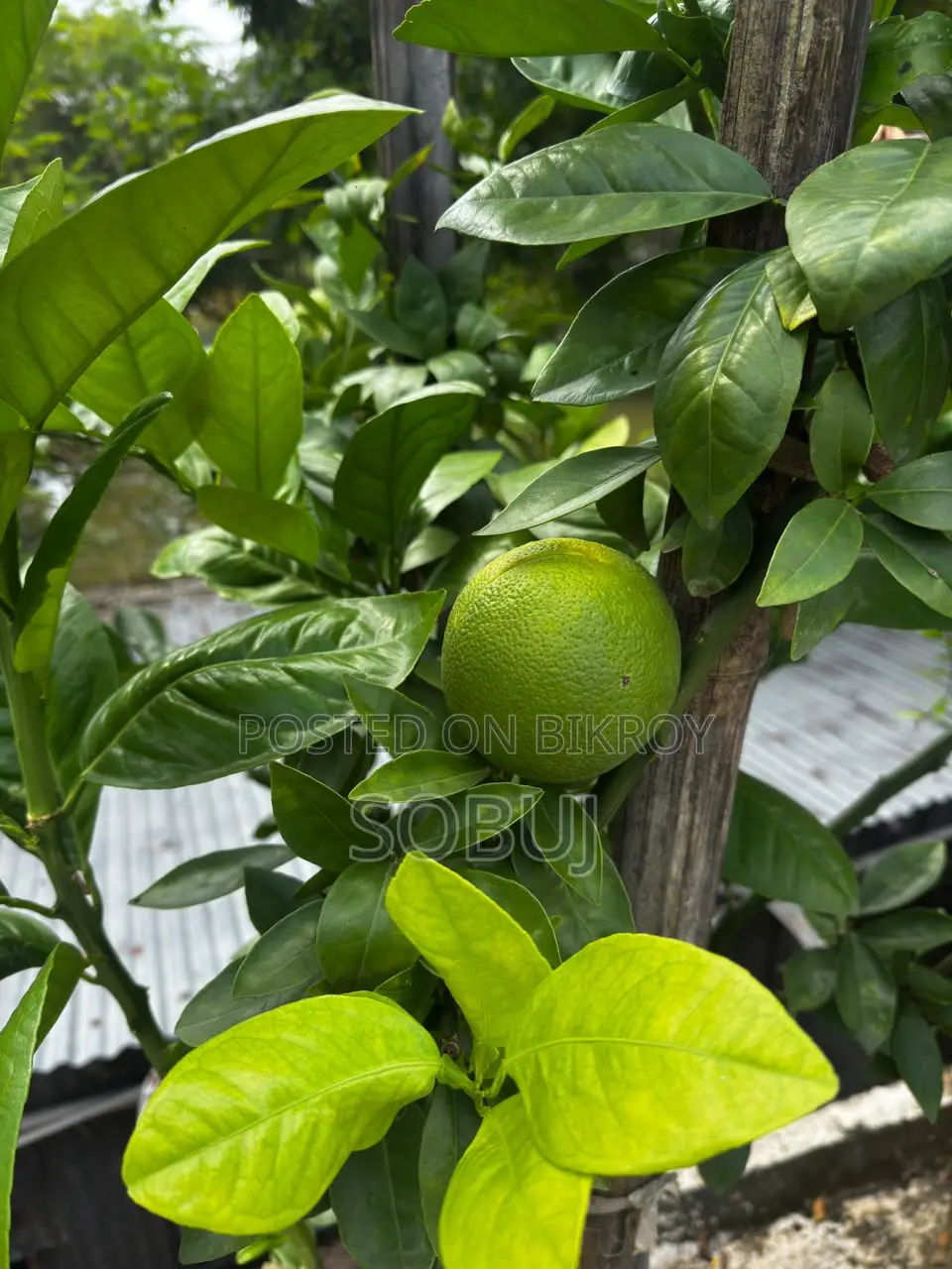 Fruit-bearing Malta Tree with Geo Bag for Sale