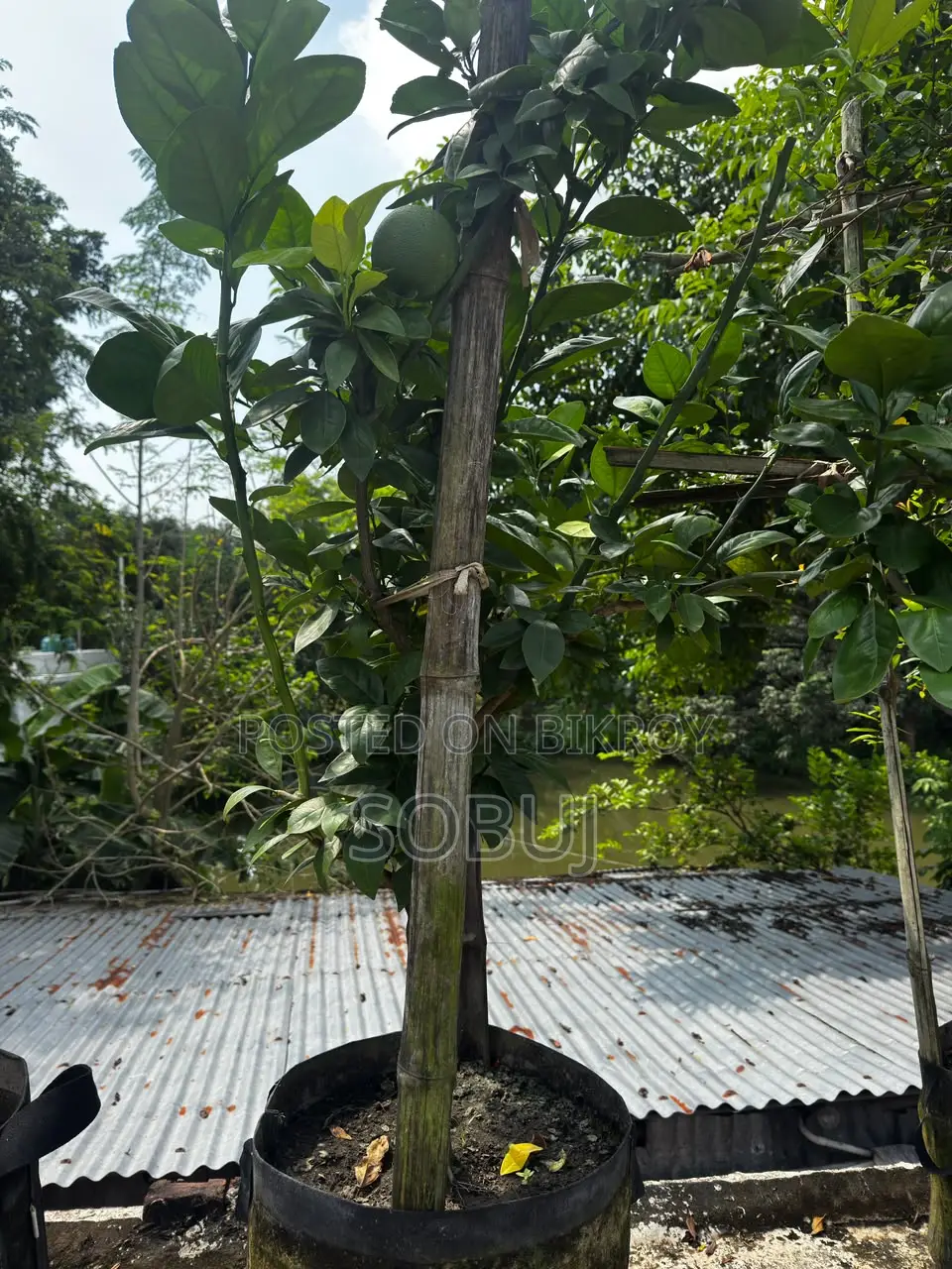 Fruit-bearing Malta Tree with Geo Bag for Sale