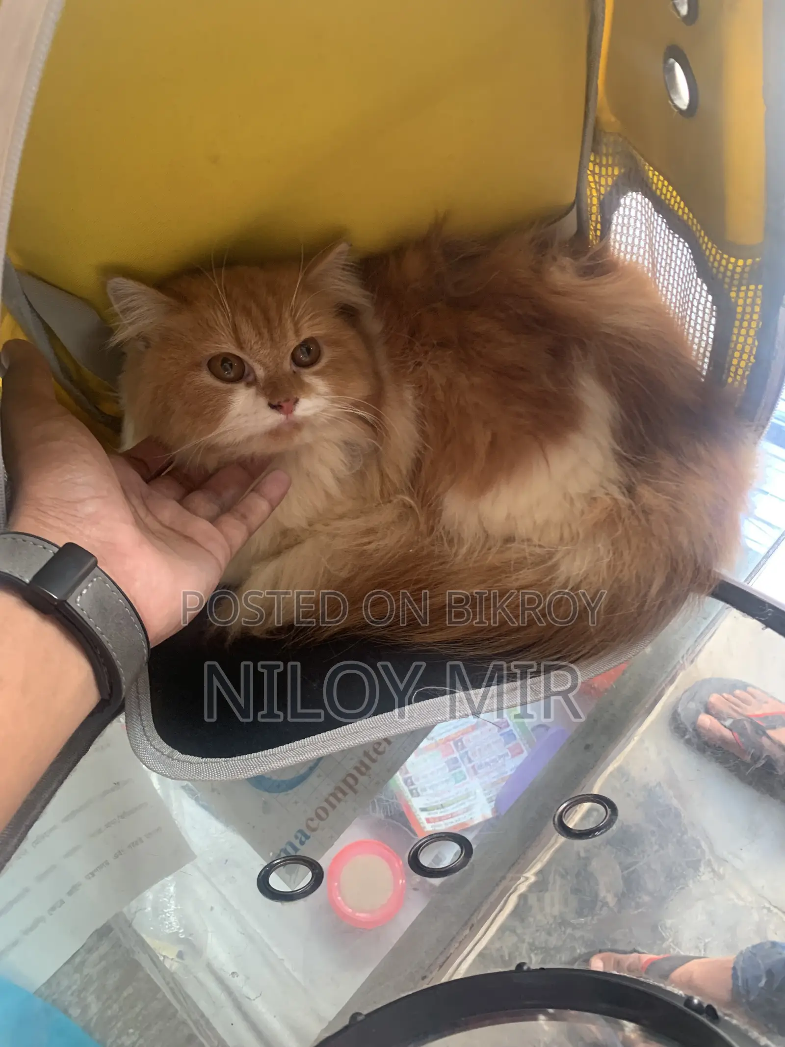 6-12 months Female Purebred Persian