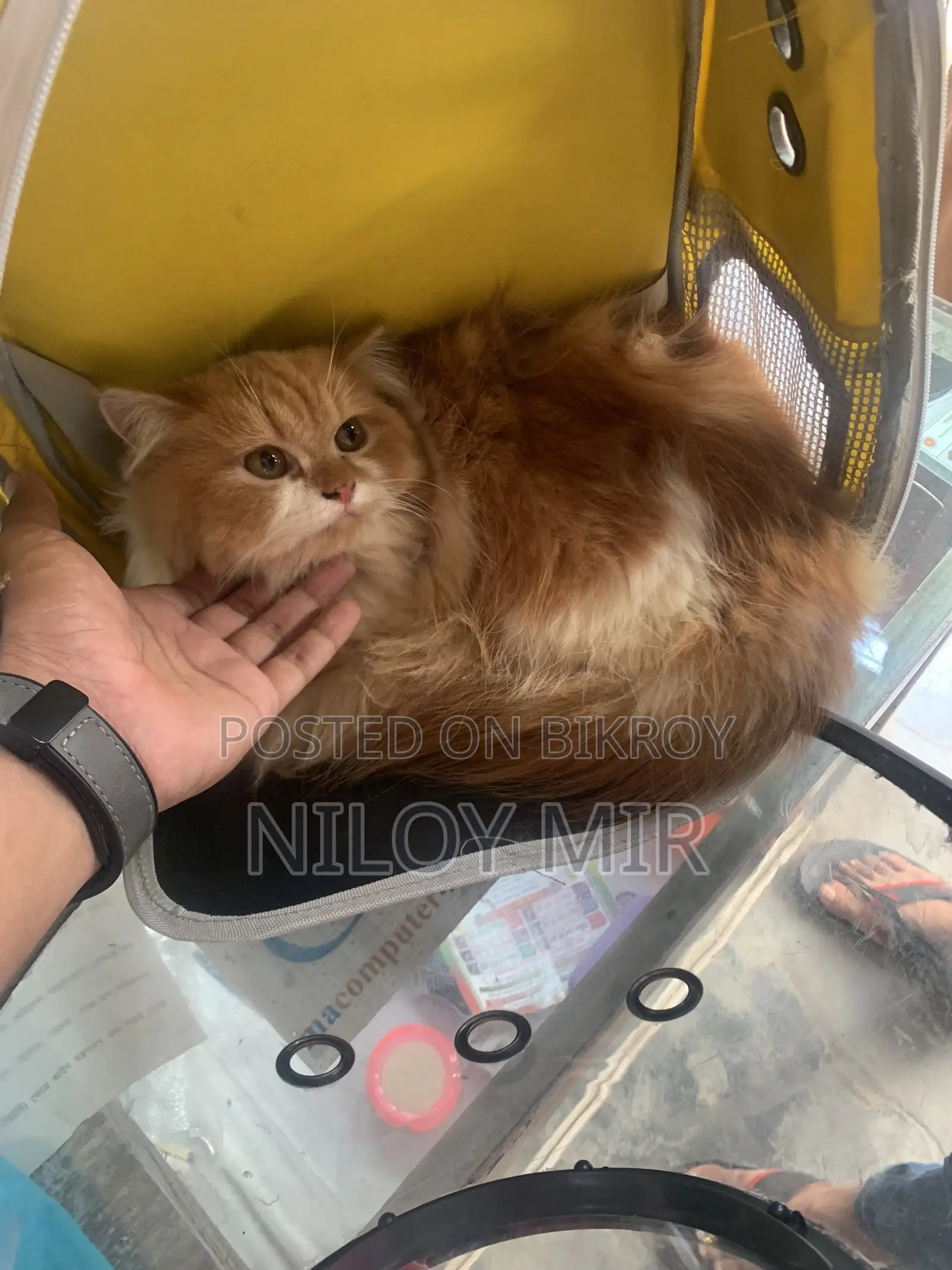 6-12 months Female Purebred Persian