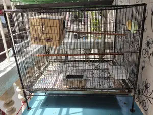 Birds Cage