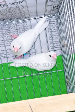White Bengali Pair