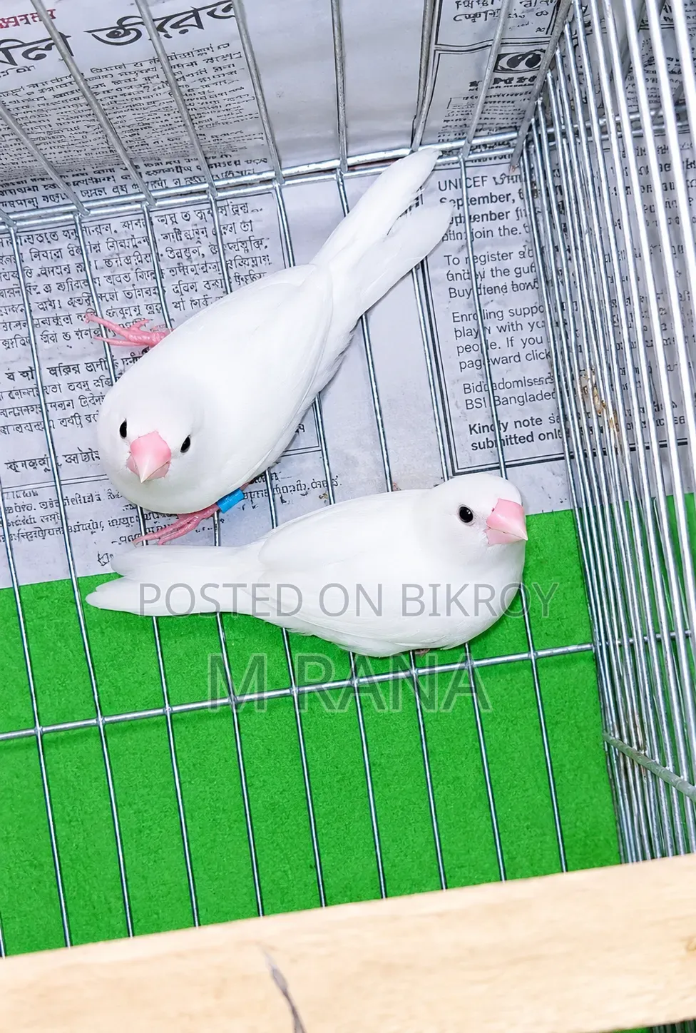 White Bengali Pair