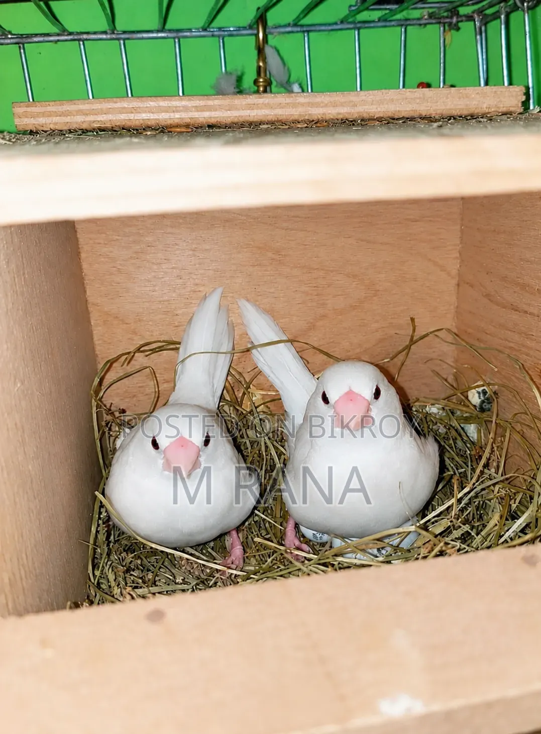 White Bengali Pair