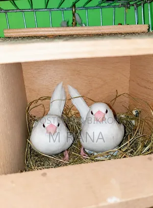 White Bengali Pair