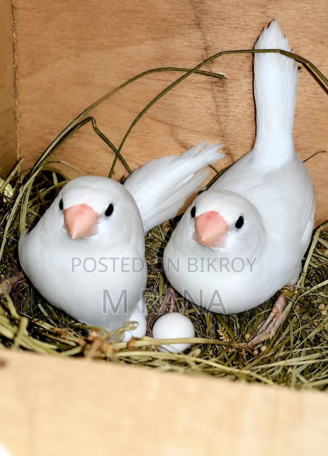 White Bengali Pair