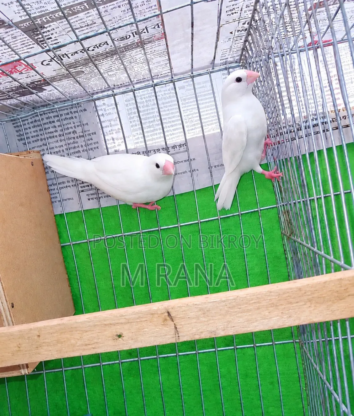 White Bengali Pair