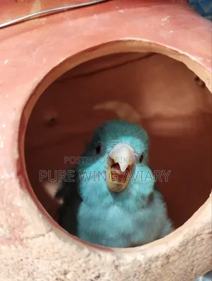 ব্লু ফরপাস ব্রিডার ফিমেল সিঙ্গেল