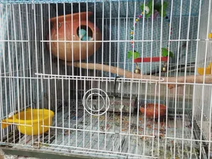 ব্লু ফরপাস ব্রিডার ফিমেল সিঙ্গেল