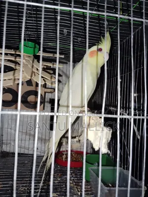 ককাটেল ফিমেইল