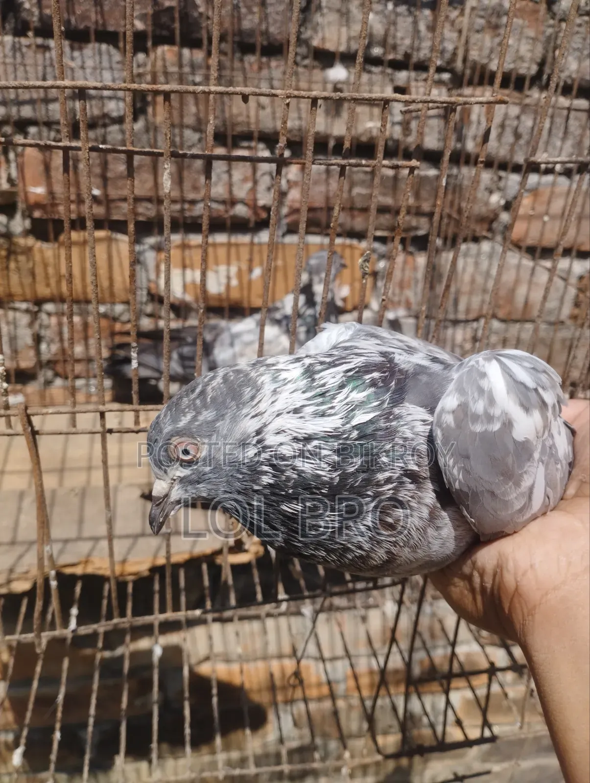 China Teddy and China Kamagar