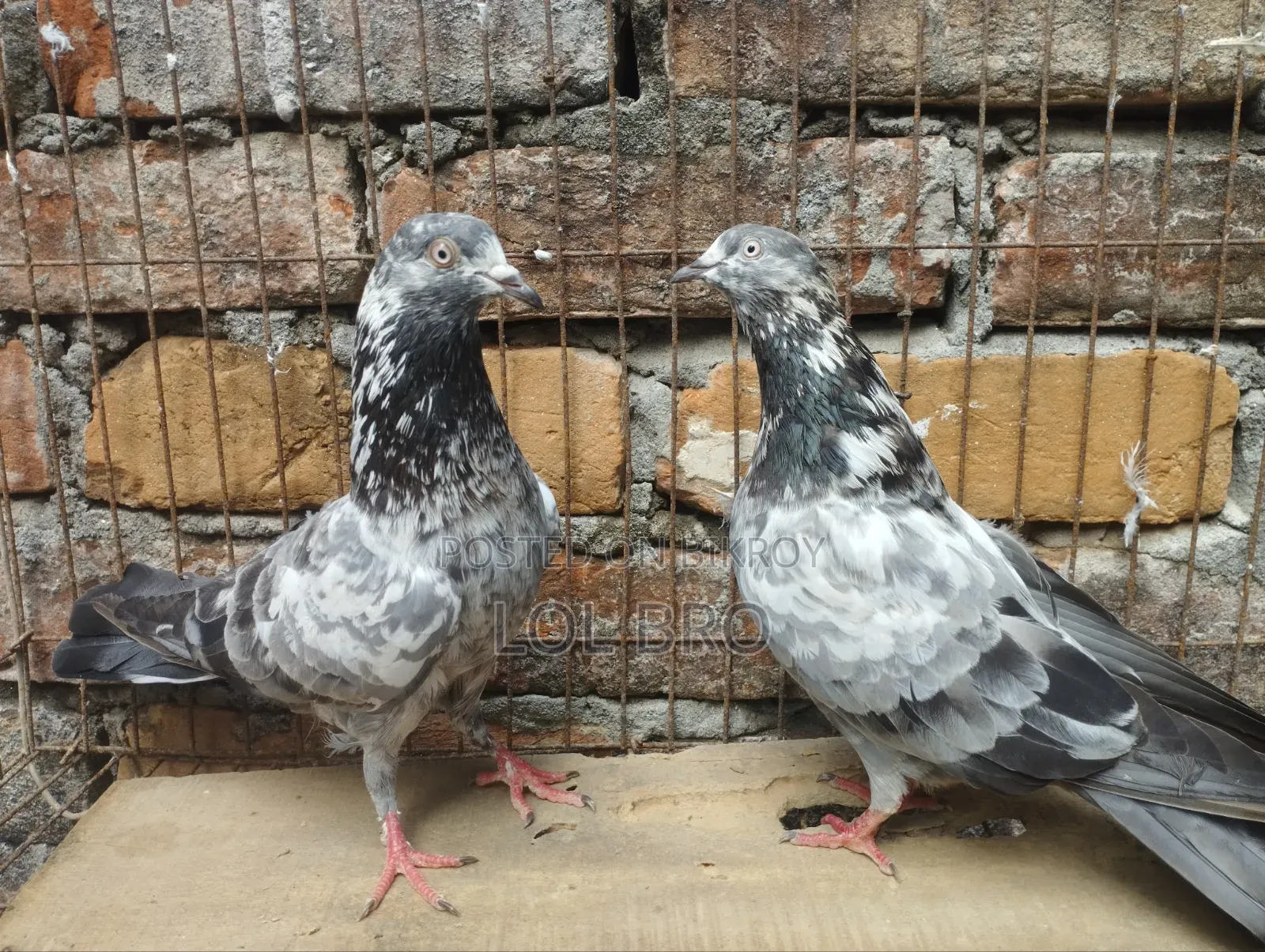 China Teddy and China Kamagar