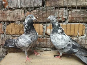 China Teddy and China Kamagar