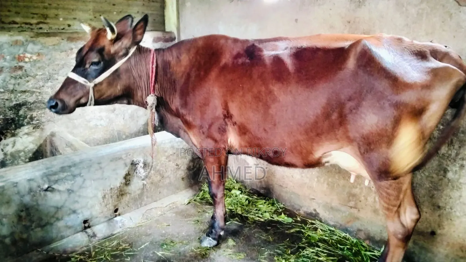 জার্সি গাভী