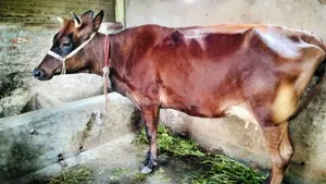 জার্সি গাভী