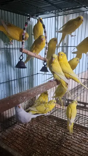 লুটিনো অ্যালবিনো বাজিমর