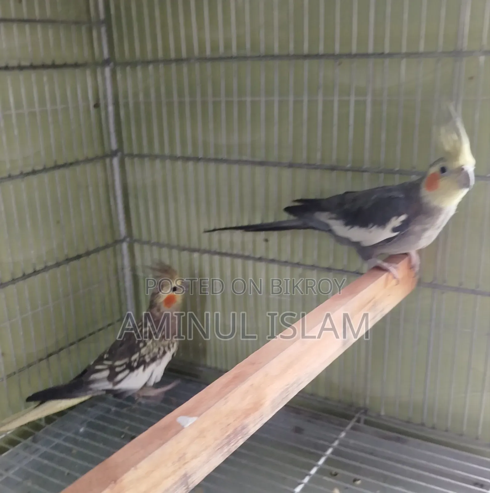 Cockatiel New Adults Pair