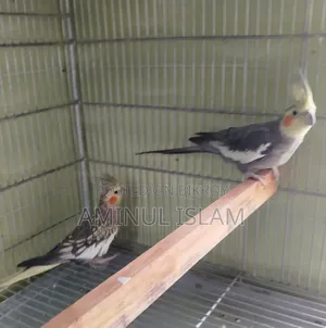 Cockatiel New Adults Pair