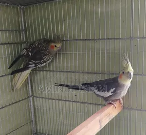 Cockatiel New Adults Pair