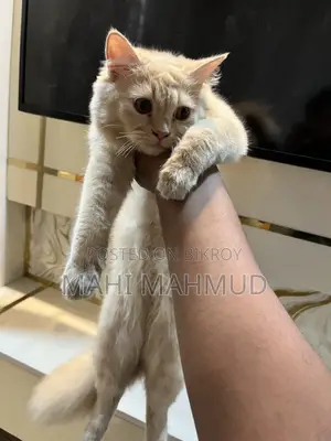 3 to 6 months Female Mixed Breed Persian Cat