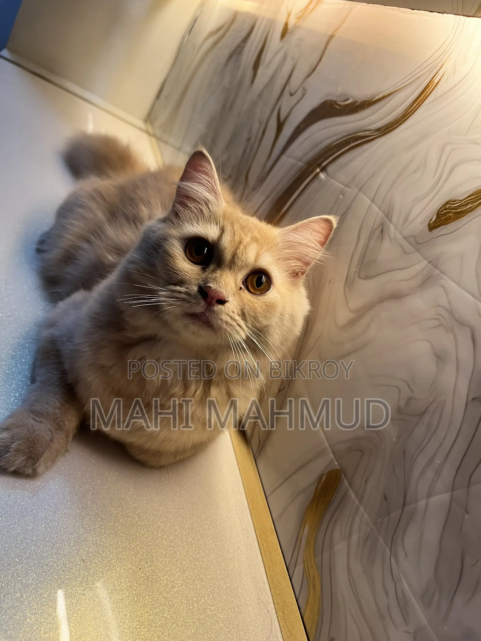 3 to 6 months Female Mixed Breed Persian Cat