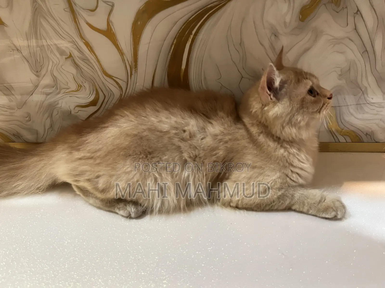 3 to 6 months Female Mixed Breed Persian Cat
