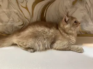 3 to 6 months Female Mixed Breed Persian Cat
