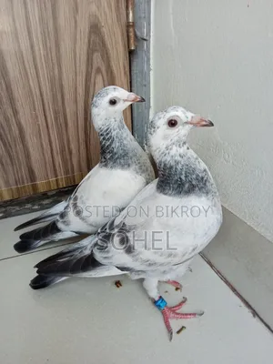 আফসান গ্রিজেল বেবি