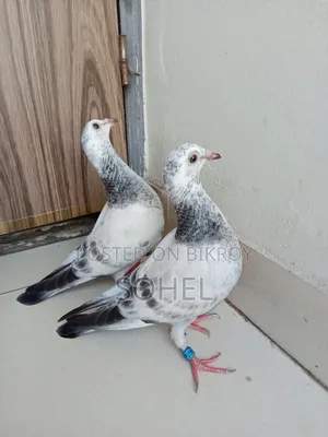 আফসান গ্রিজেল বেবি