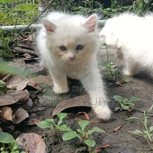1-3 Months Male Purebred Persian Cat