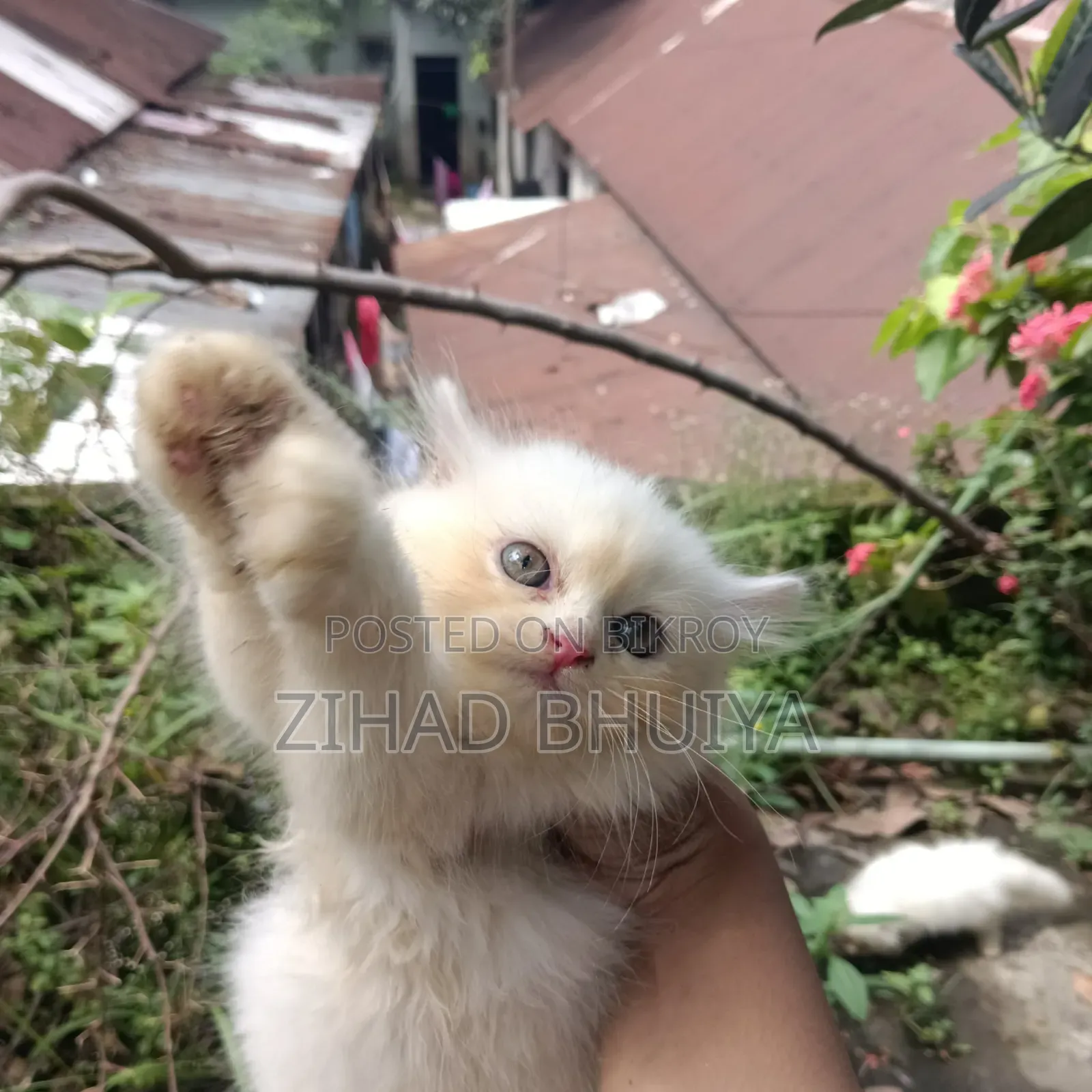 1-3 Months Male Purebred Persian Cat